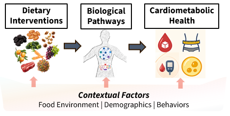 Dhillon research program: dietary interventions lead to biological pathways and cardiometabolic health, shaped by contextual factors including food environment, demographics, and behaviors.